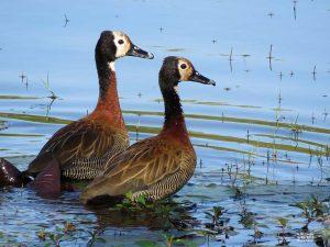 White faced Whistling Duck