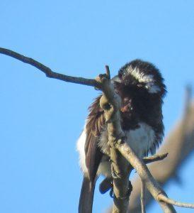 White eared Barbett