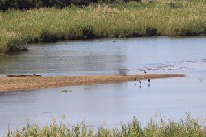 krs African Open Billed Stork