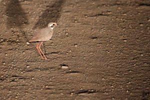 som Bronze Winged Courser