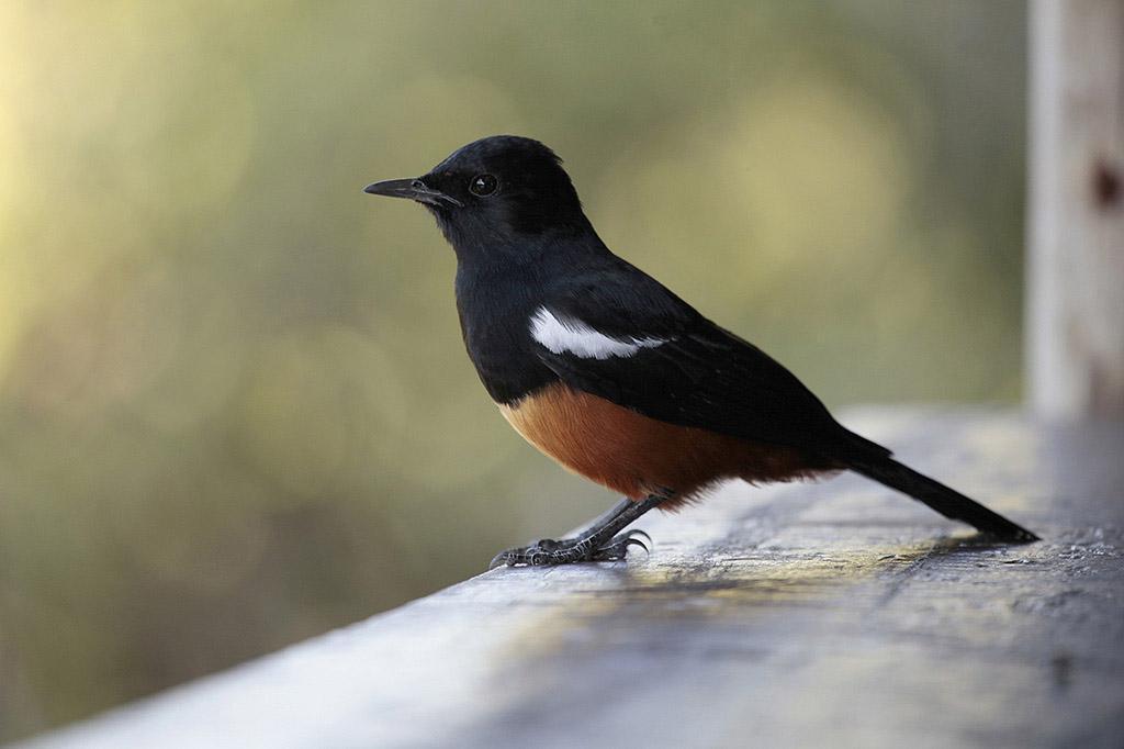 umf African Stonechat