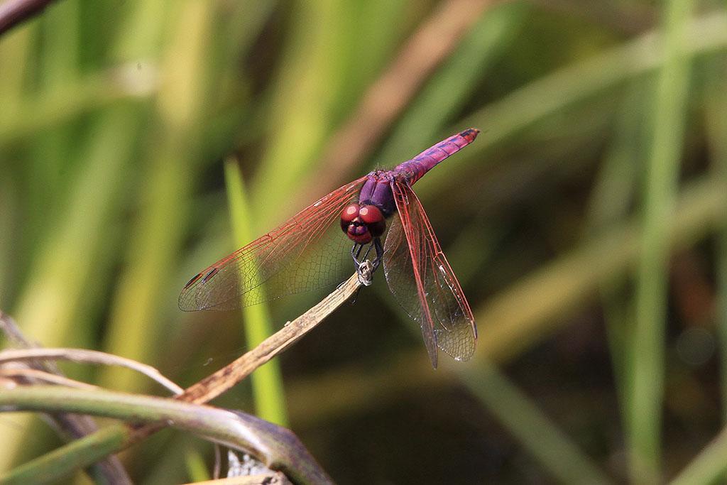 meer Violet Dropwing 2