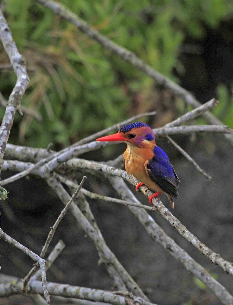 mkh Pygmy Kingfisher2