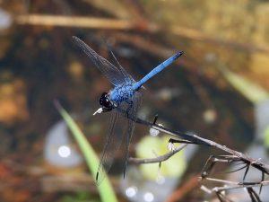 kr denim dropwing rj