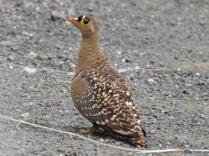 kr double banded sandgrouse rj