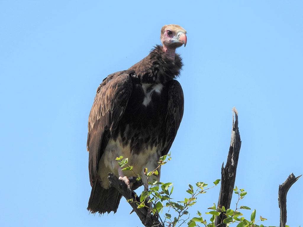 kr white headed vulture rj