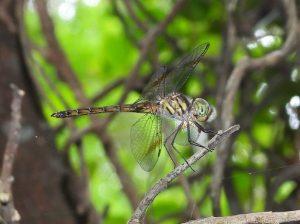 ens Banded Duskdarter rj