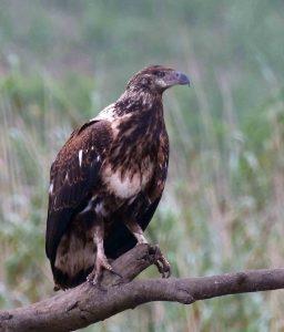 zin DSCN8751 young fish eagle