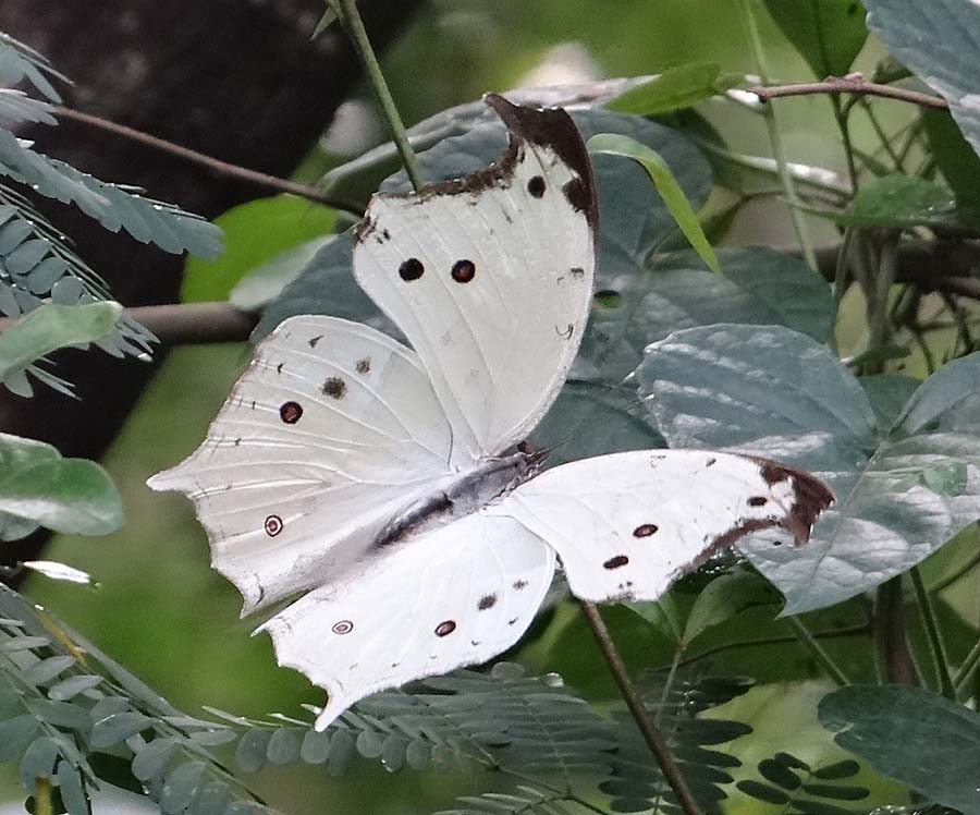 am Common Mother of Pearl rj