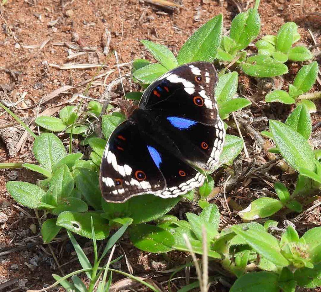 nd Blue Pansy