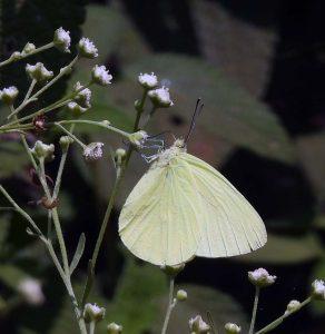 nd Spillers Sulphur Yellow rj