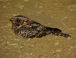 arb Fiery necked Nightjar 2012 12 23 rj