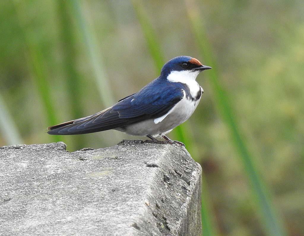 arb White throated Swallow 2020 10 05 rj