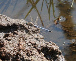 bird Bold Skimmer 2023 08 23