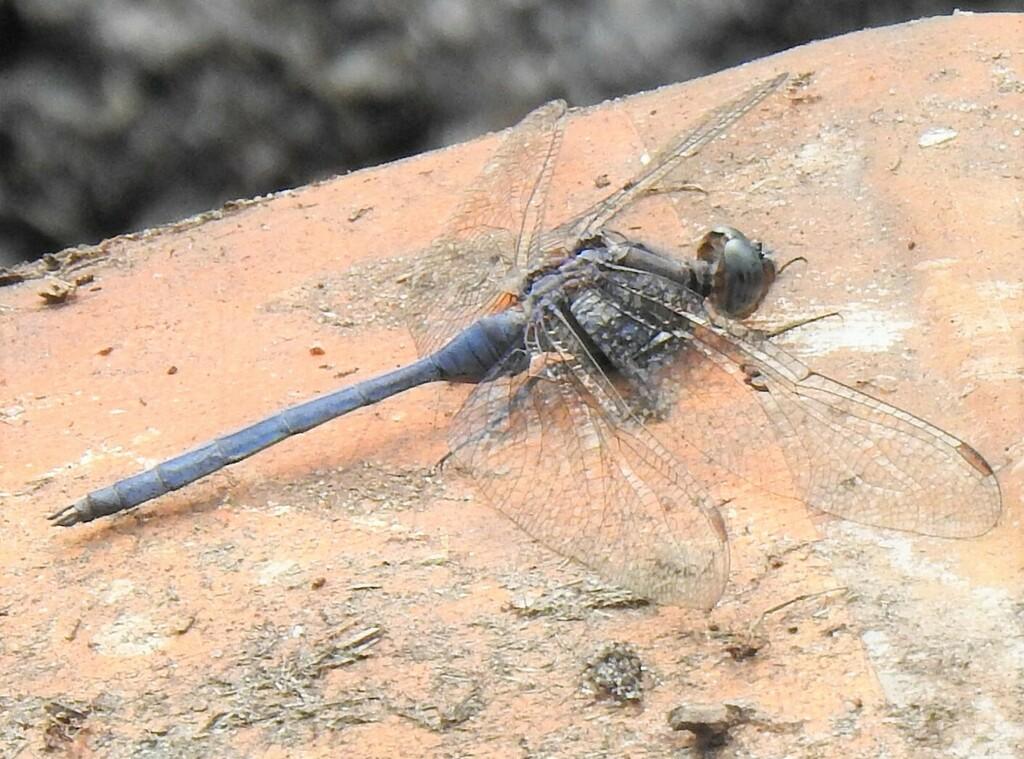 bird Woodland Skimmer 2021 05 16 rj