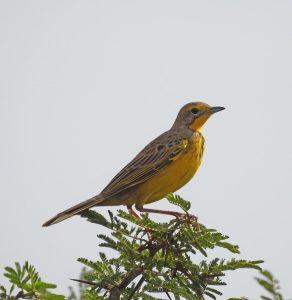 ital Yellow throated Longclaw