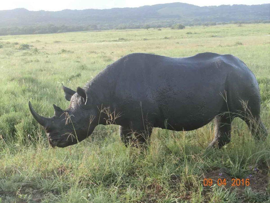 cv Black Rhinoceros rj 4 16