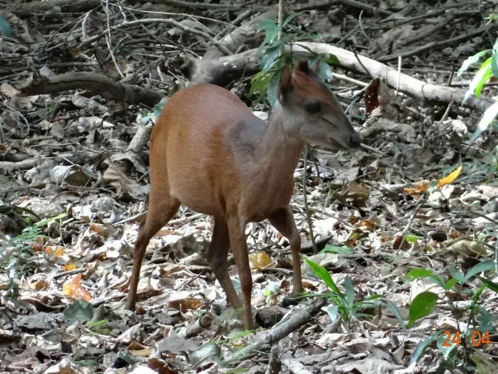 ens Red Forest Duiker rj 24 4 16