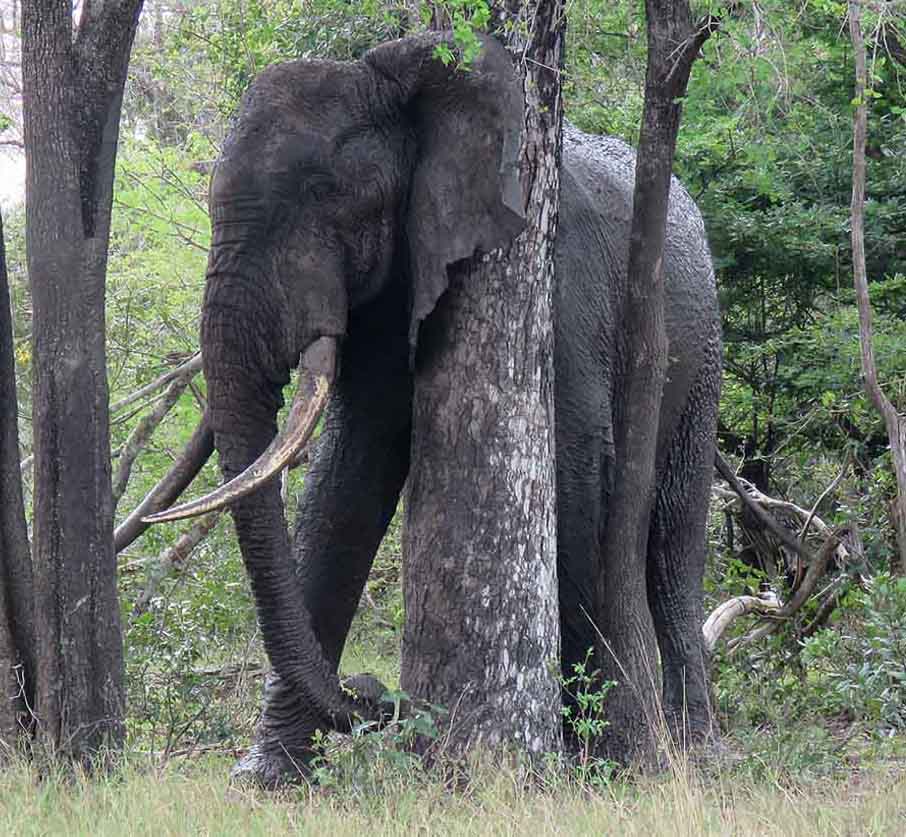 nd Savanna Elephant 1 10 17