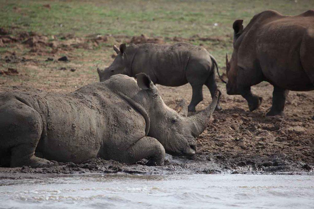 pgr Southern White Rhinoceros 7 11 15