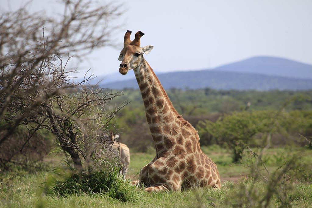 umf Southern African Giraffe 28 11 20