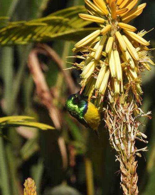 zim Collared Sunbird