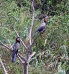 African Darter