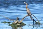 African Darter