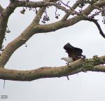 African Fish Eagle