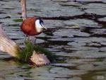 African Jacana