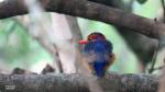 African Pygmy Kingfisher