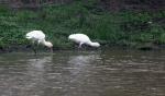 African Spoonbill