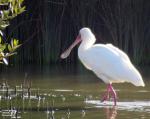 African Spoonbill