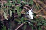  African Veined White 