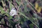  African Veined White underside