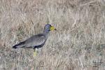 African-wattled Lapwing