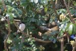 Black-backed Puffback