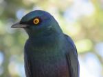Black-bellied Starling
