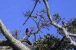 Black-collared Barbett