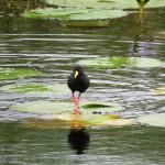 Black-crake