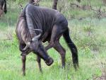 Blou Wildebeest