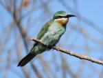 Blue-Cheeked Bee-eater