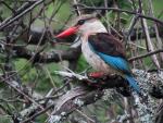 Brown Hooded Kingfisher 
