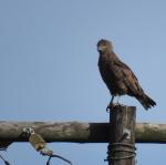 Brown Snake-eagle