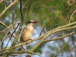 Brown-hooded kingfisher