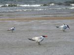 Caspian Tern
