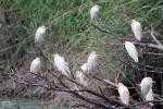 Cattle Egret