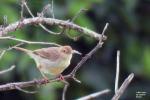 Rattling Cisticola