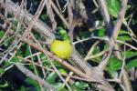 Collared Sunbird 