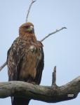 Tawny Eagle
